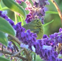 green bird with purple flowers