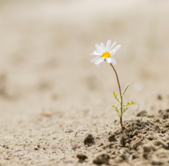a small flower coming out of the dirt