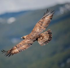 golden eagle flying through the shy