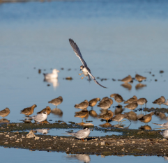 birds flying in a marsh area