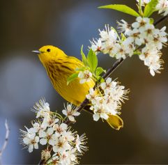 image of a yellow bird on a tree branch with blossoms